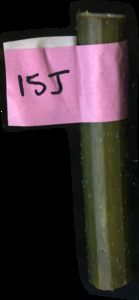 primarybranch