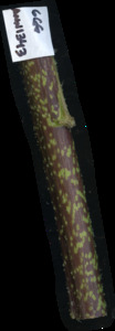 primarybranch