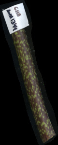 primarybranch