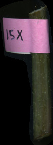 primarybranch