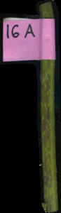 primarybranch