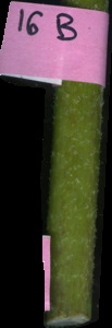 primarybranch