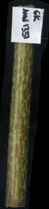 primarybranch
