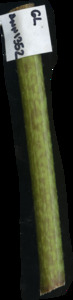 primarybranch
