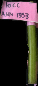 primarybranch