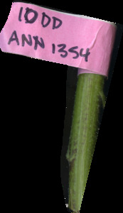 primarybranch