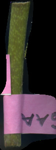 primarybranch