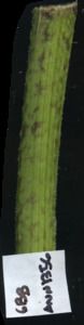 primarybranch