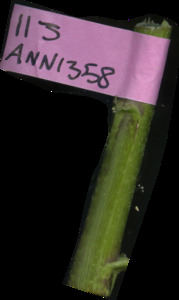 primarybranch