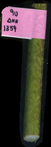 primarybranch
