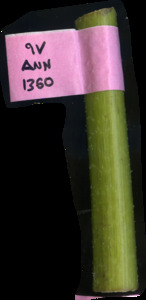 primarybranch