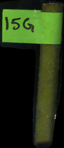 primarybranch