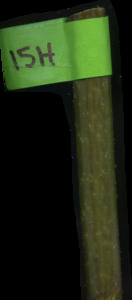 primarybranch