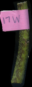 primarybranch
