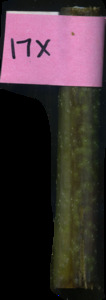 primarybranch