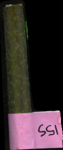 primarybranch