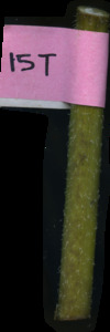primarybranch