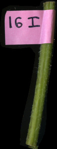 primarybranch