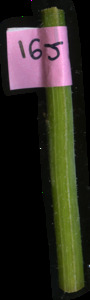 primarybranch