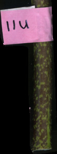primarybranch