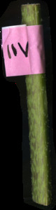 primarybranch