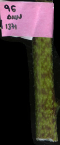 primarybranch