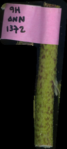 primarybranch