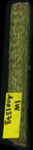 primarybranch