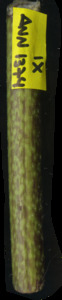 primarybranch