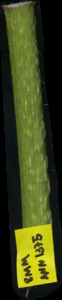 primarybranch