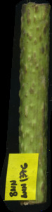 primarybranch
