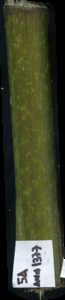 primarybranch