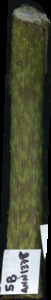 primarybranch