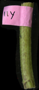 primarybranch