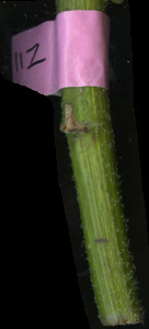 primarybranch