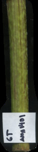 primarybranch