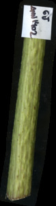 primarybranch