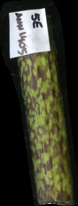 primarybranch