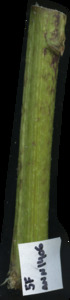 primarybranch