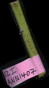 primarybranch