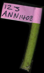 primarybranch