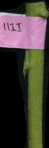 primarybranch