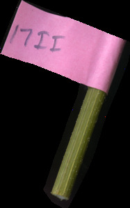 primarybranch