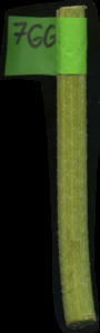 primarybranch