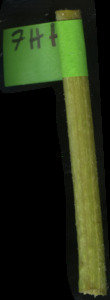 primarybranch