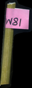 primarybranch