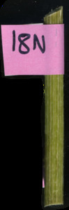 primarybranch