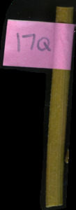 primarybranch
