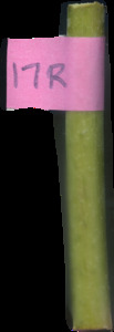 primarybranch