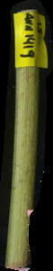 primarybranch